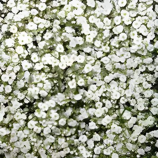 Close-up of white flowers with green stems