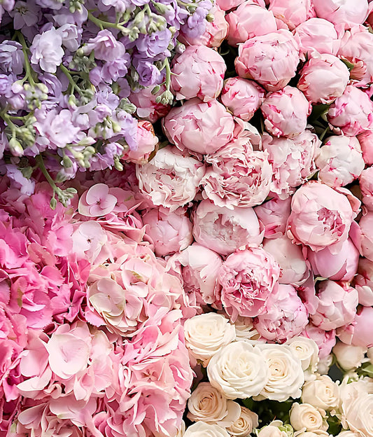 Close-up of pink, purple, and white flowers